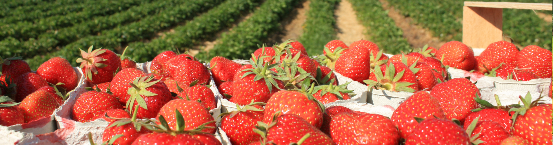 Strawberry field.